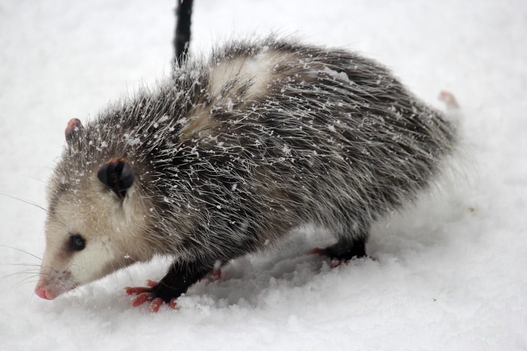 Delicious Possum Recipes: A Unique Culinary Experience